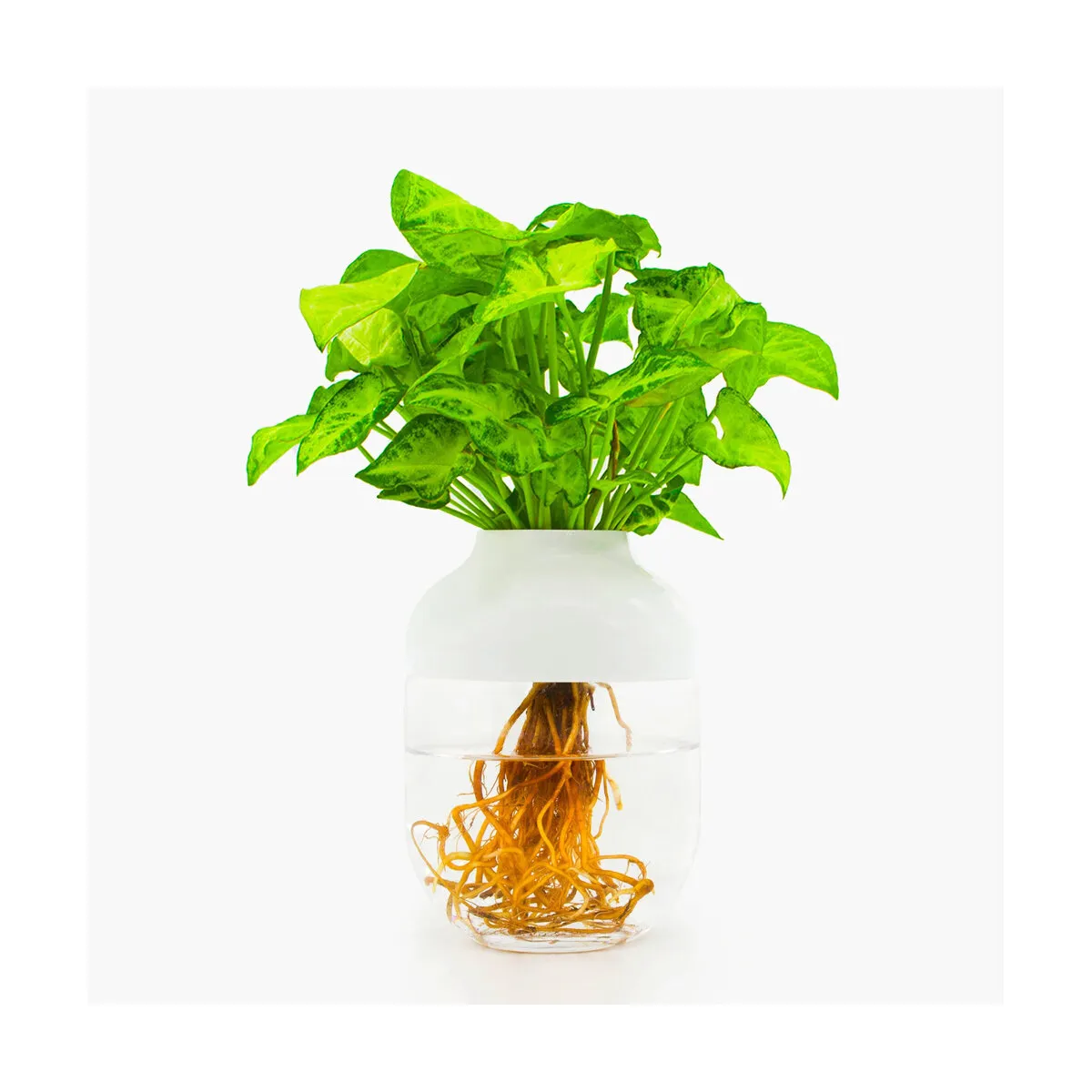 Plante autonome en porcelaine blanche et verre souffléTOTEM N°1